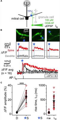 Local Postsynaptic Signaling on Slow Time Scales in Reciprocal Olfactory Bulb Granule Cell Spines Matches Asynchronous Release